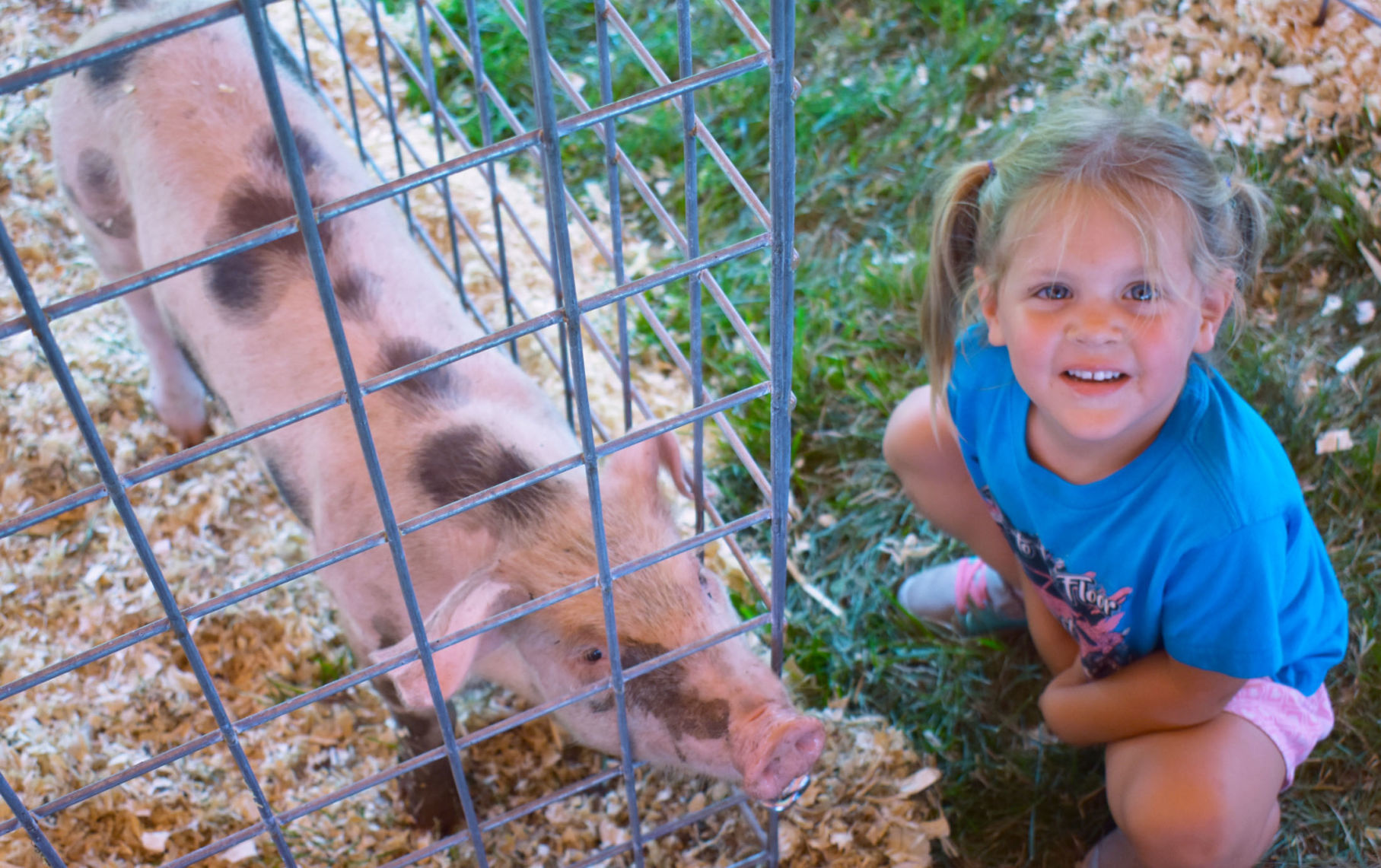Lodi Fair baby animal tent